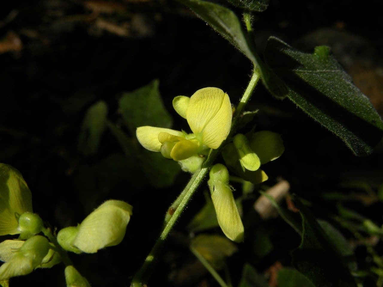 Plant de haricot mungo noir avec fleurs jaunes et cosses etroites
