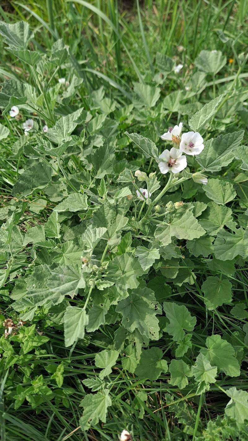 Marshmallow plant in full bloom, soft pink flowers and downy leaves in a garden border