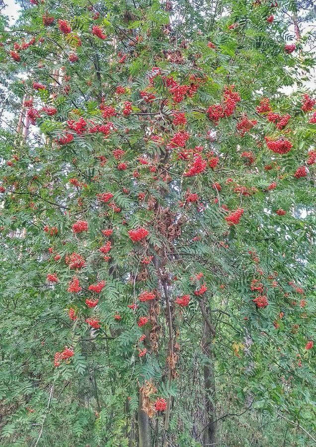 Eberesche im Herbst mit orangefarbenen Beeren und goldenem Laub vor blauem Himmel