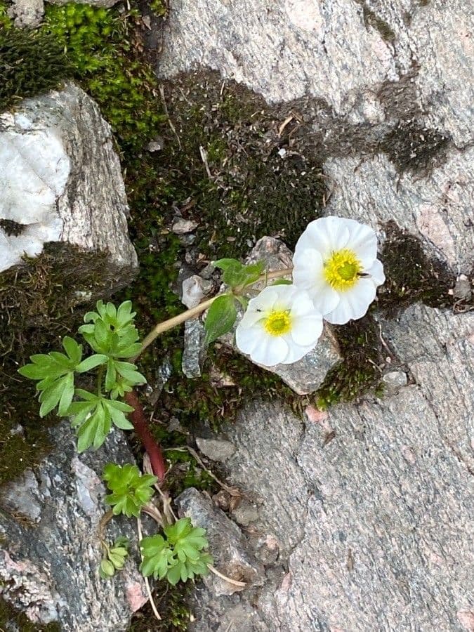 Ranunculus alpestris (alpine buttercup) white flowers