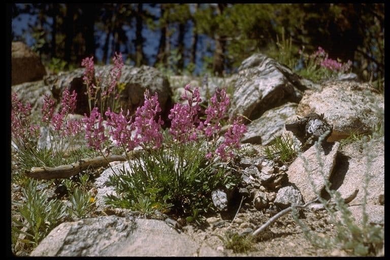 Oxytropis lambertii mit violetten Blüten in der Prärie
