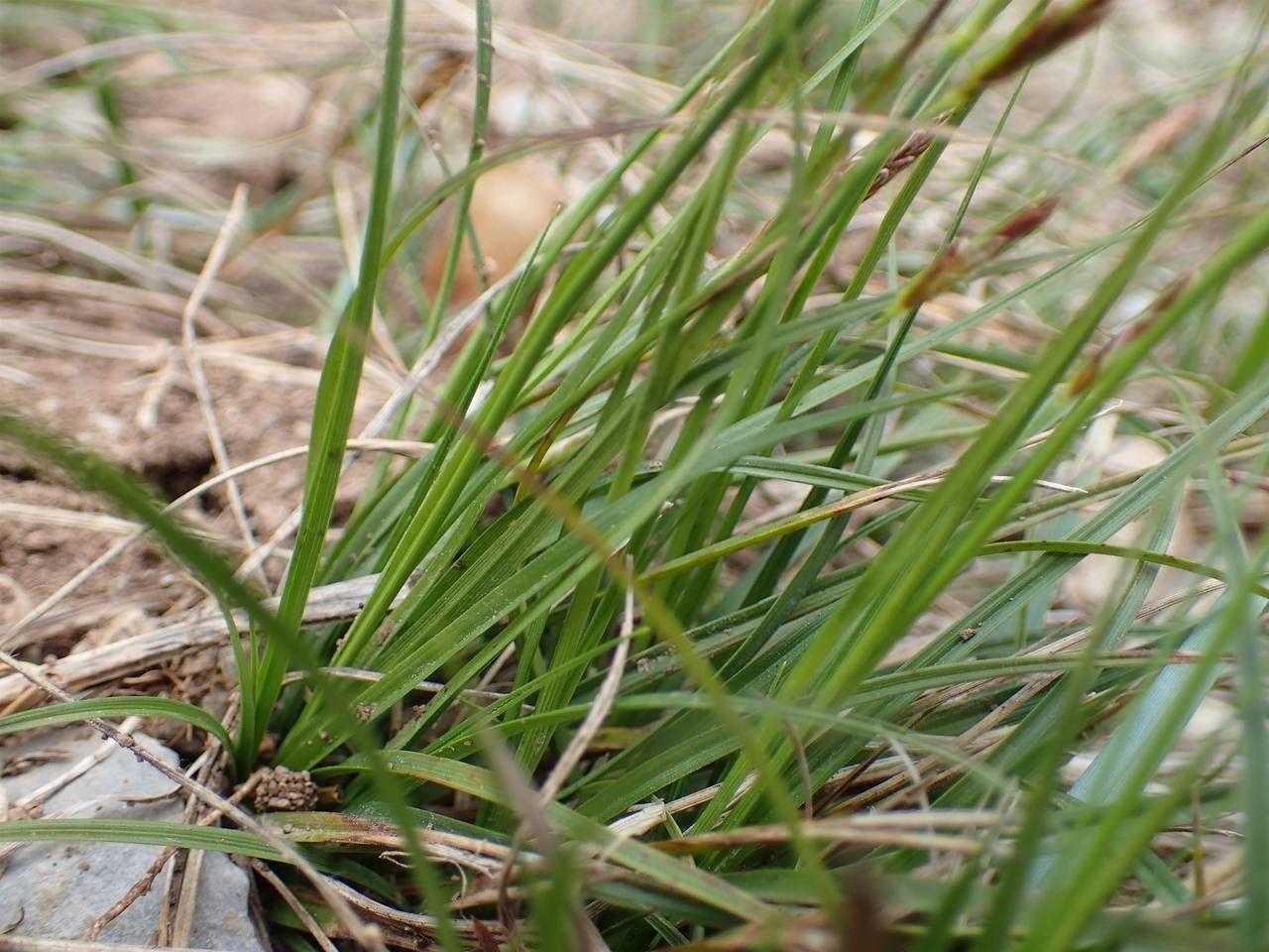 Haller's sedge in natural growth, showing fine green foliage and dark brown flowering stems in early spring.