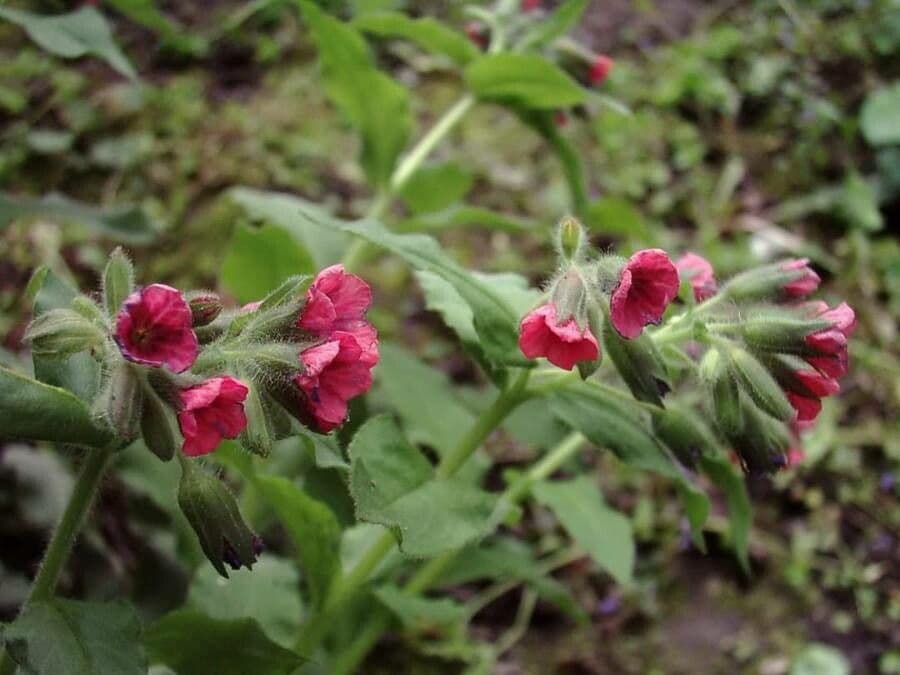 Rode bloemen van Rode Longenkruid