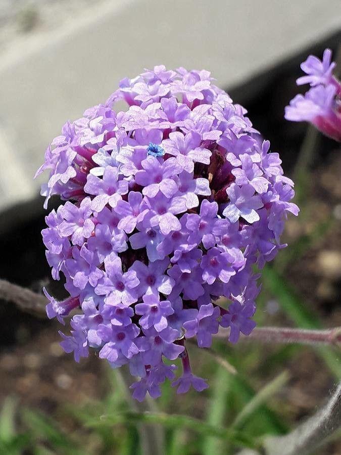 Stijf ijzerhard in volle bloei tussen andere borduurgewassen in een informele tuin