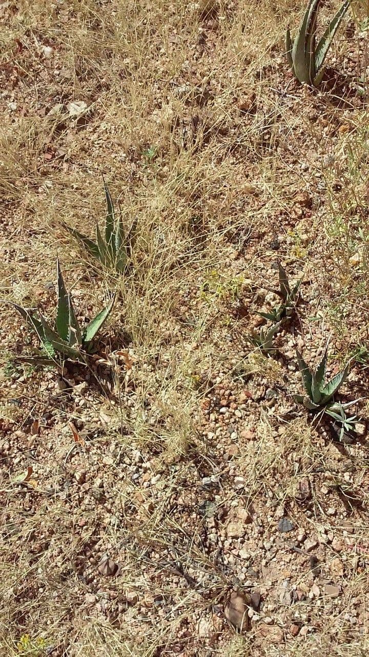 Agave lechuguilla plant with gray-green foliage