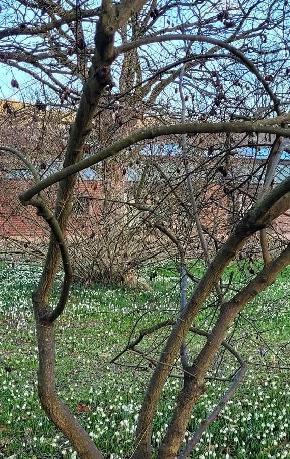 Halesia carolina blüht im Frühling mit weißen, schneeglöckchenartigen Blüten