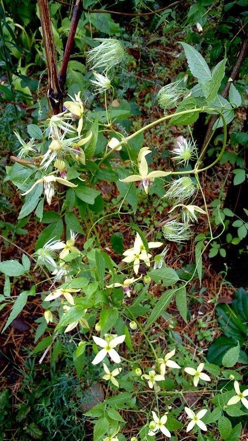 Aufrechte Waldrebe in voller Blüte mit zarten weißen Blüten in einem sommerlichen Garten