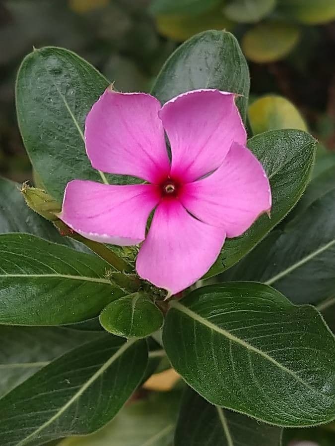 Catharanthus roseus with pink flowers
