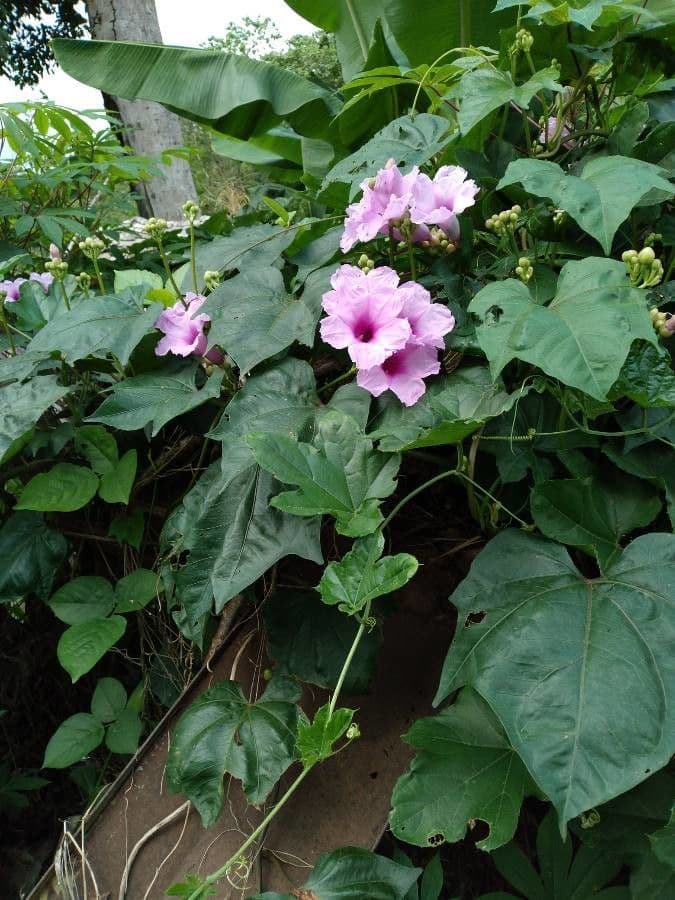 Ipomoea mauritiana avec de grandes fleurs rose-pourpre en trompette sur une tige grimpante