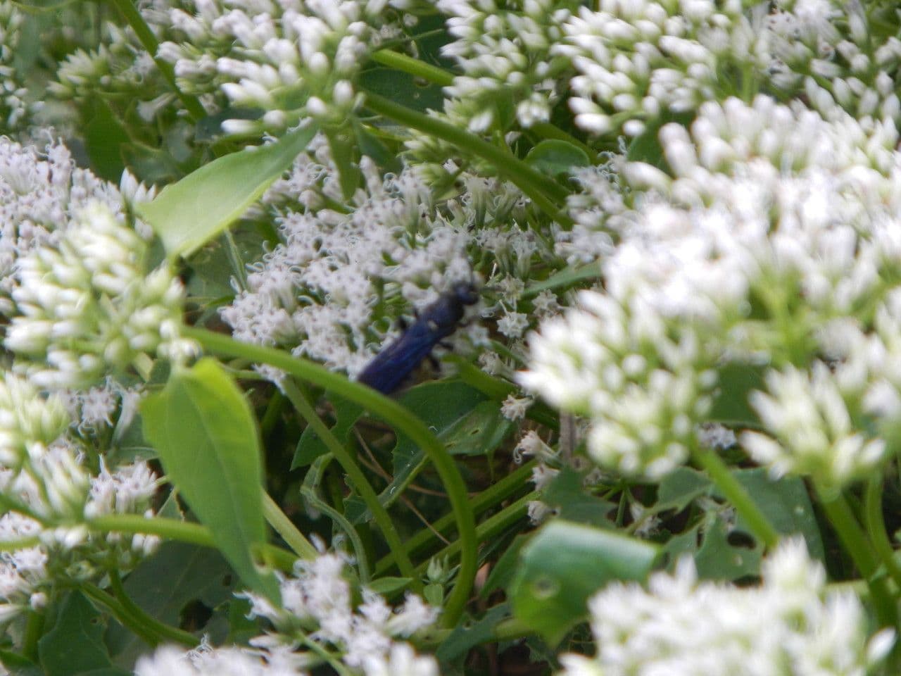 Mikania scandens rankende plant met kleine witte bloempjes