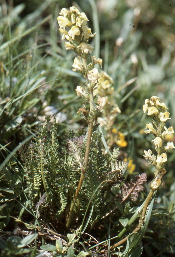 Pedicularis comosa plant with purple flowers