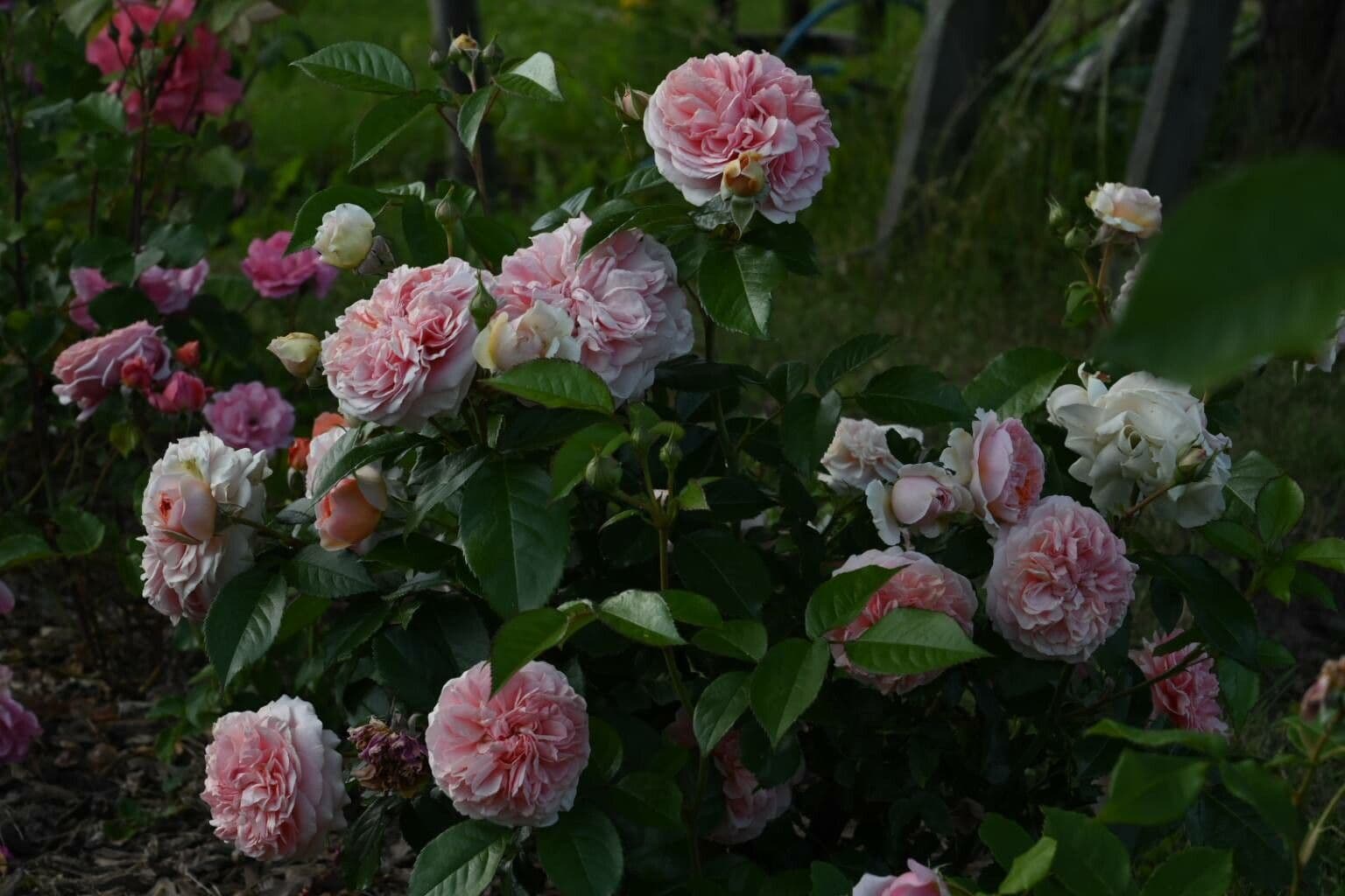 Fleurs roses de la rose de Wichura en plein soleil