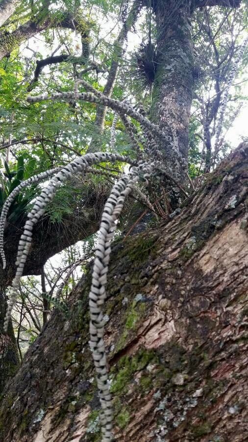 Asplenium platyneuron ebony spleenwort