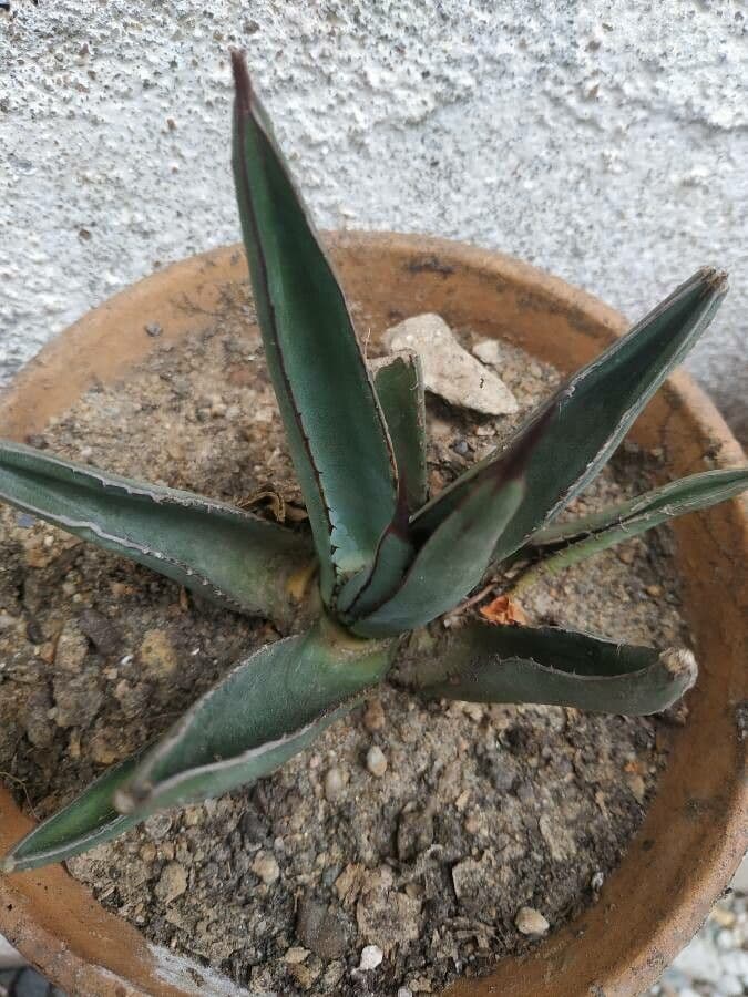 Palmer agave (Agave palmeri) foliage and growth