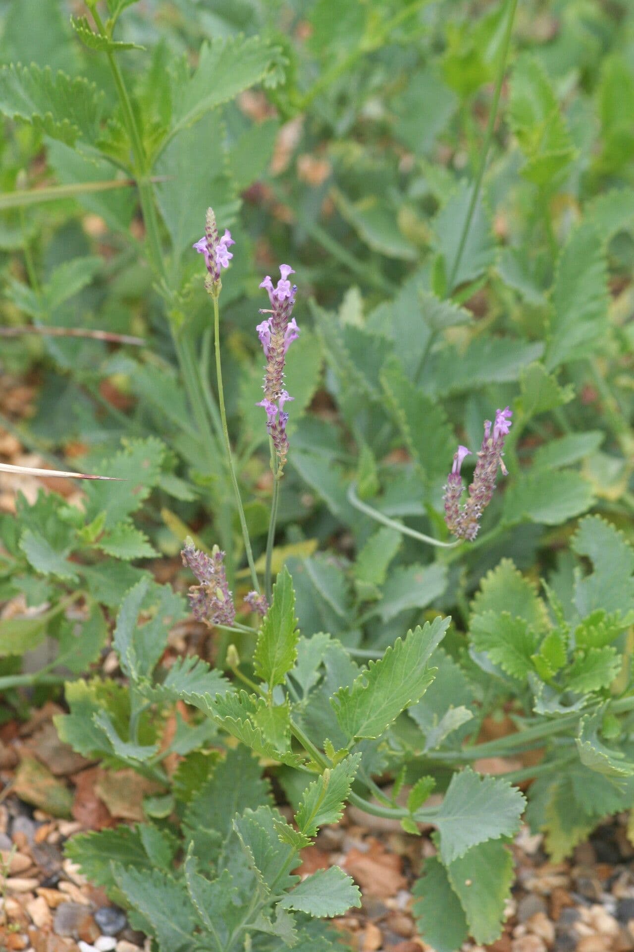 Rondblad lavendel met karakteristieke ronde bladeren en violette bloeiwijzen
