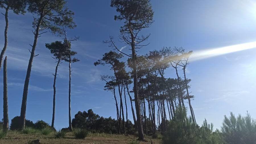 Grotere Suikerden met lange kegels in een zonnige landschapstuin