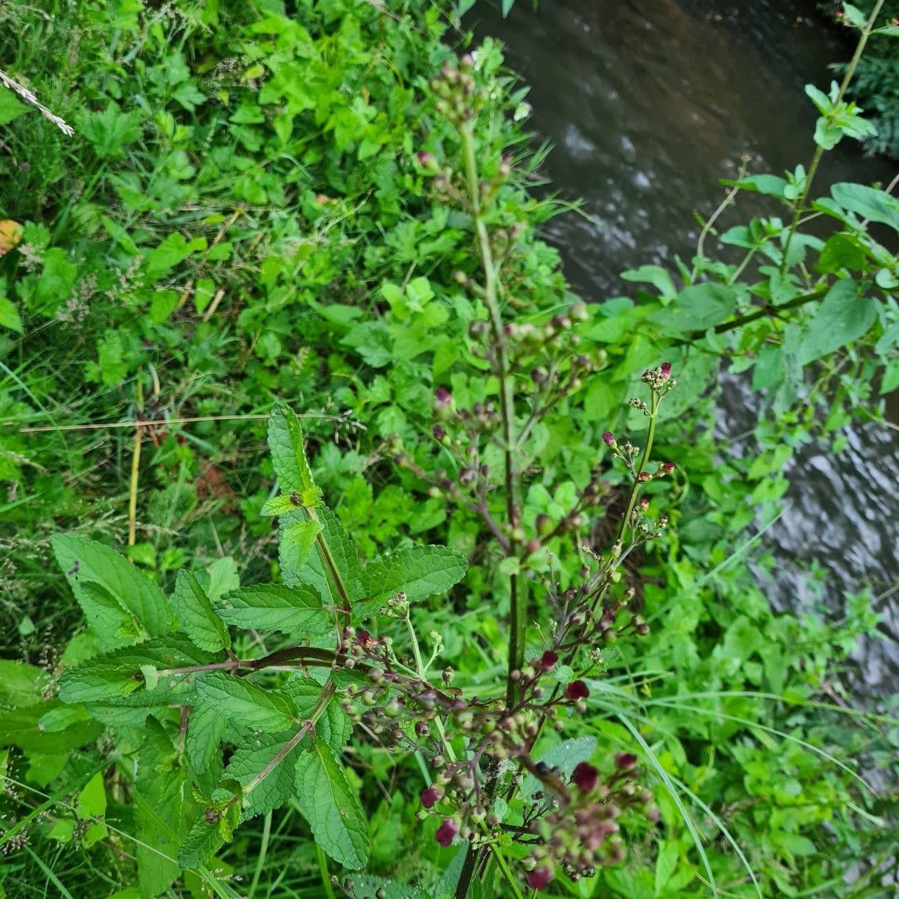 Water betony displaying dark brown flowers in natural waterside habitat