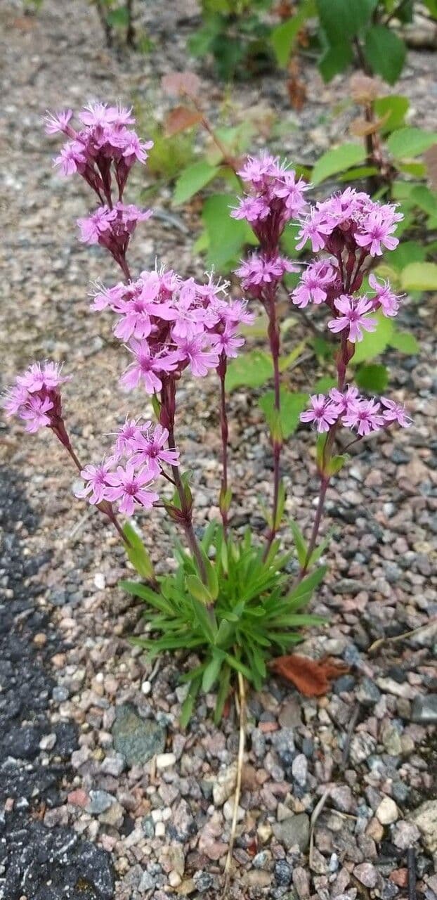 Fleurs rose délicat de Silène de Suède dans un habitat alpin naturel
