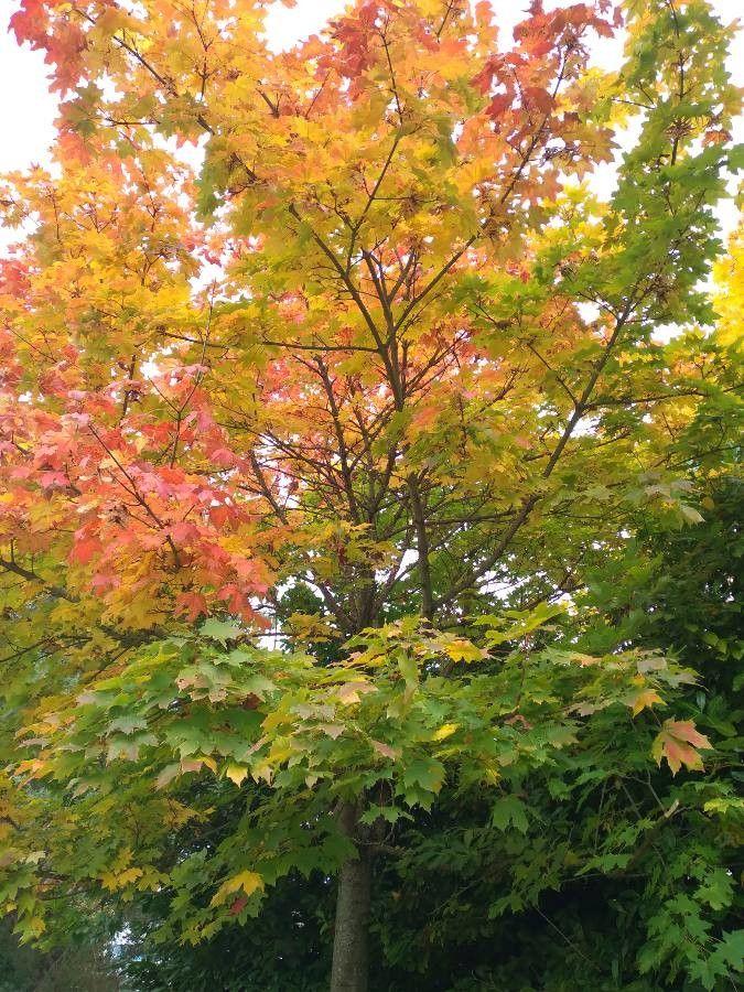 Sugar maple in full autumn color with deep red and golden leaves