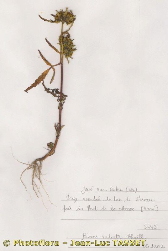 Fleurs jaunes vif du Bident rayonnant en pleine floraison en automne