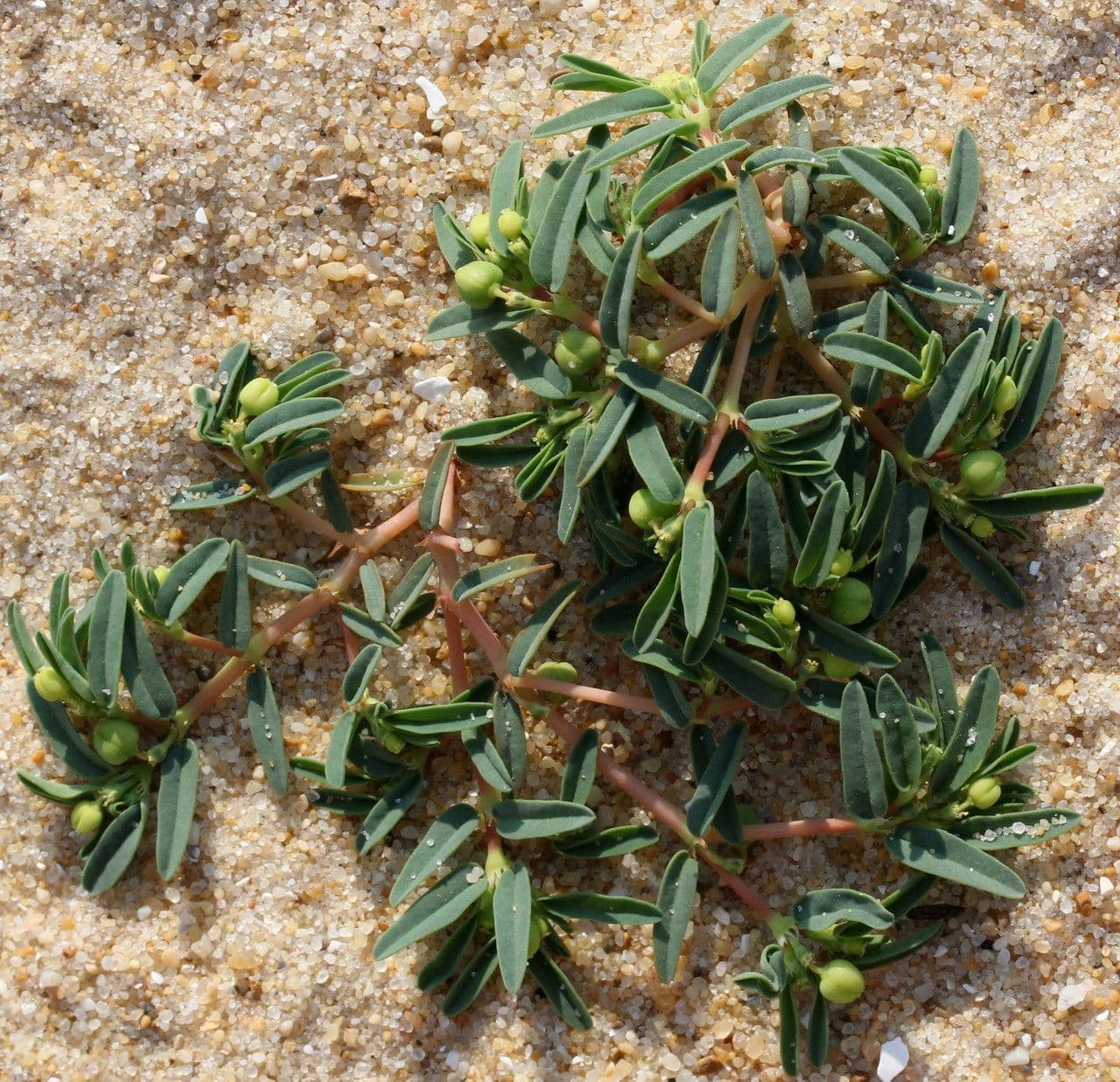 Euphorbia polygonifolia formant un tapis avec ses petites fleurs jaunes