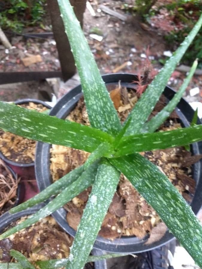 Epis floraux jaune vif d'Aloe camperi