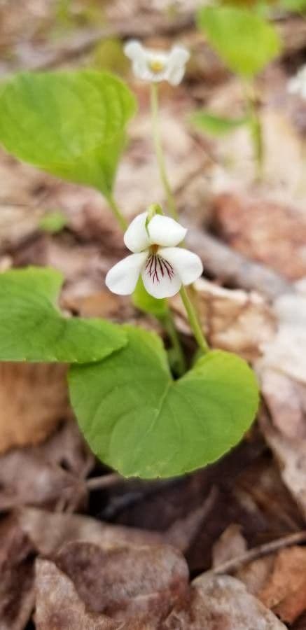 Kleine witte bloemen en ronde niervormige bladeren van het niervormig viooltje Viola renifolia