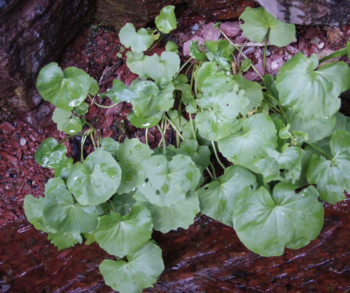 Cardamine asarifolia mit weissen Blueten und runden Blaettern an einem Gebirgsbach