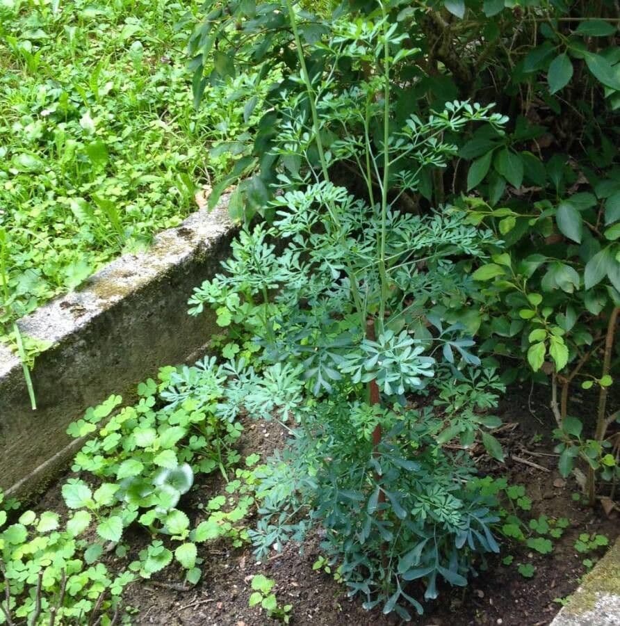 Gelbe Bluten der Weinraute und grunes Laub