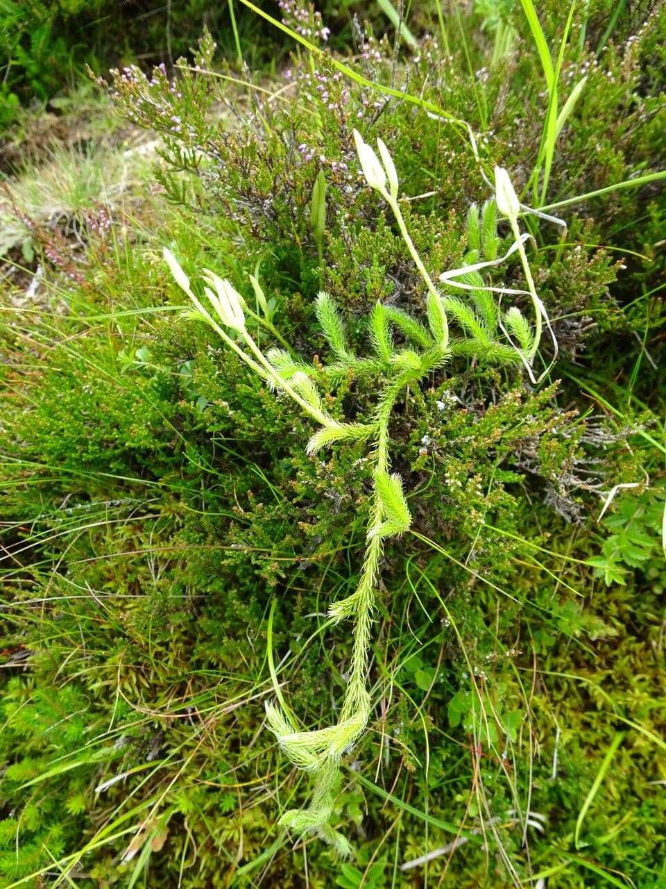 Lycopodium clavatum avec tiges rampantes et sporostachya en forme de massue caractéristiques dans un habitat forestier