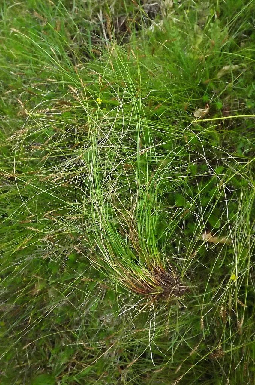 Plumes vert clair de la Laîche de Davall dans un bord humide avec pierres naturelles et végétation boisée