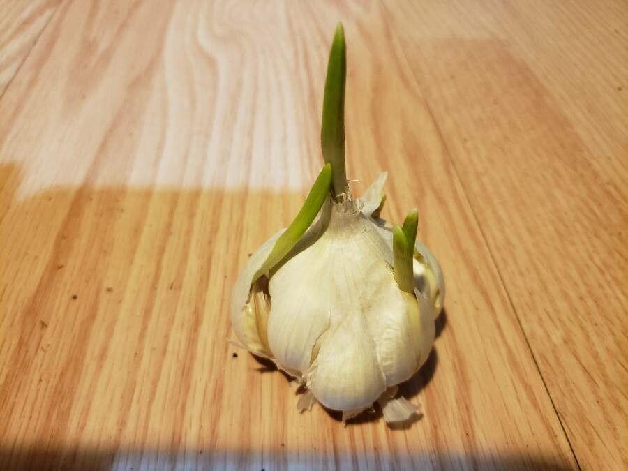 Knoblauchpflanzen mit lila Blüten in einer sonnigen Beetanlage