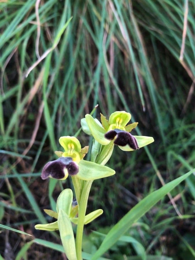 Dark bee orchid flower with insect mimicry