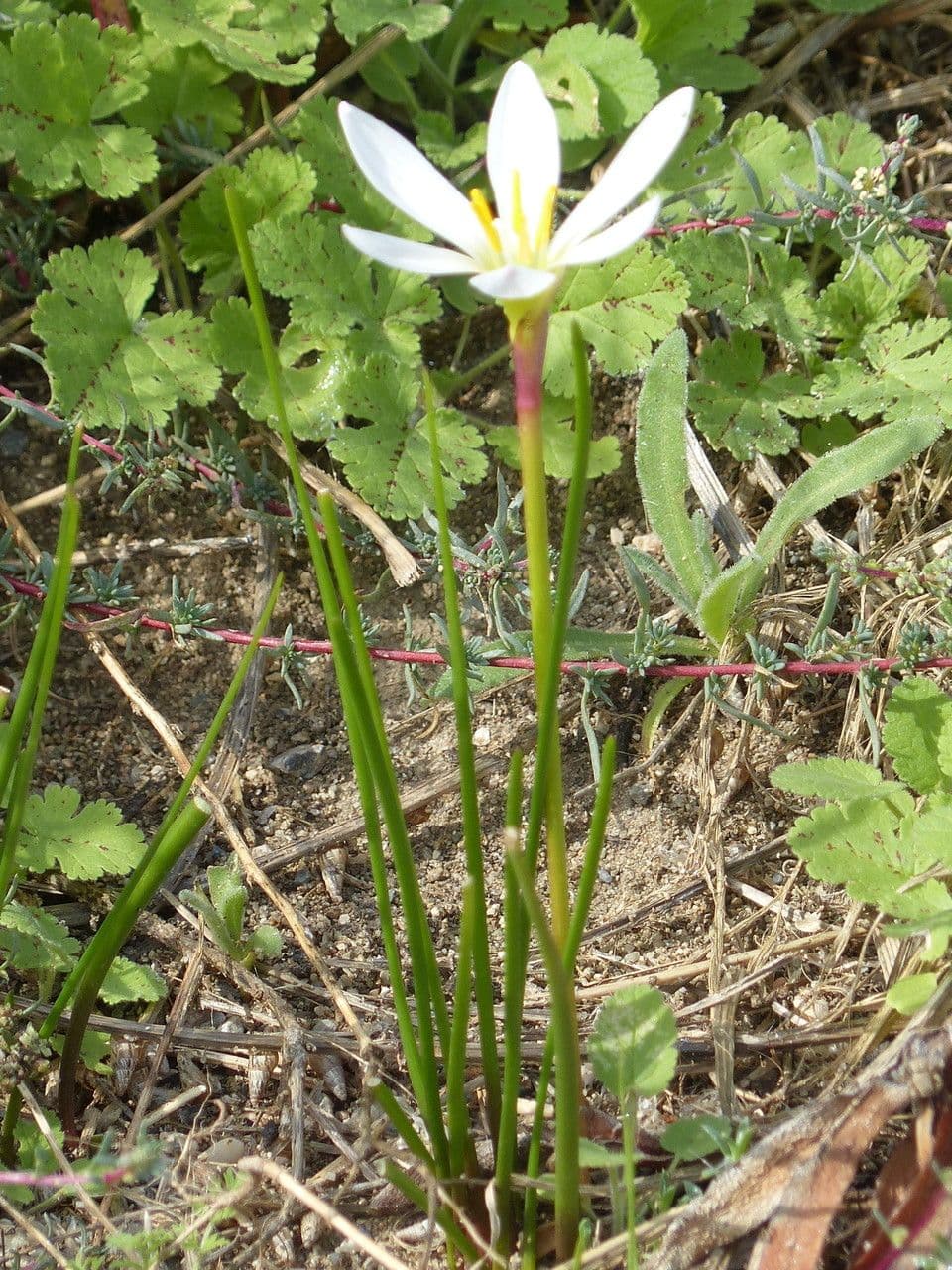 Zephyranthes candida white flowers with slender leaves