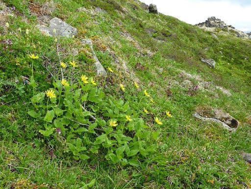 Arnica à feuilles larges avec ses capitules jaune doré sur un versant de montagne
