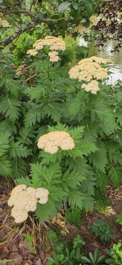 Achillea chrysocoma met gouden gele bloemen