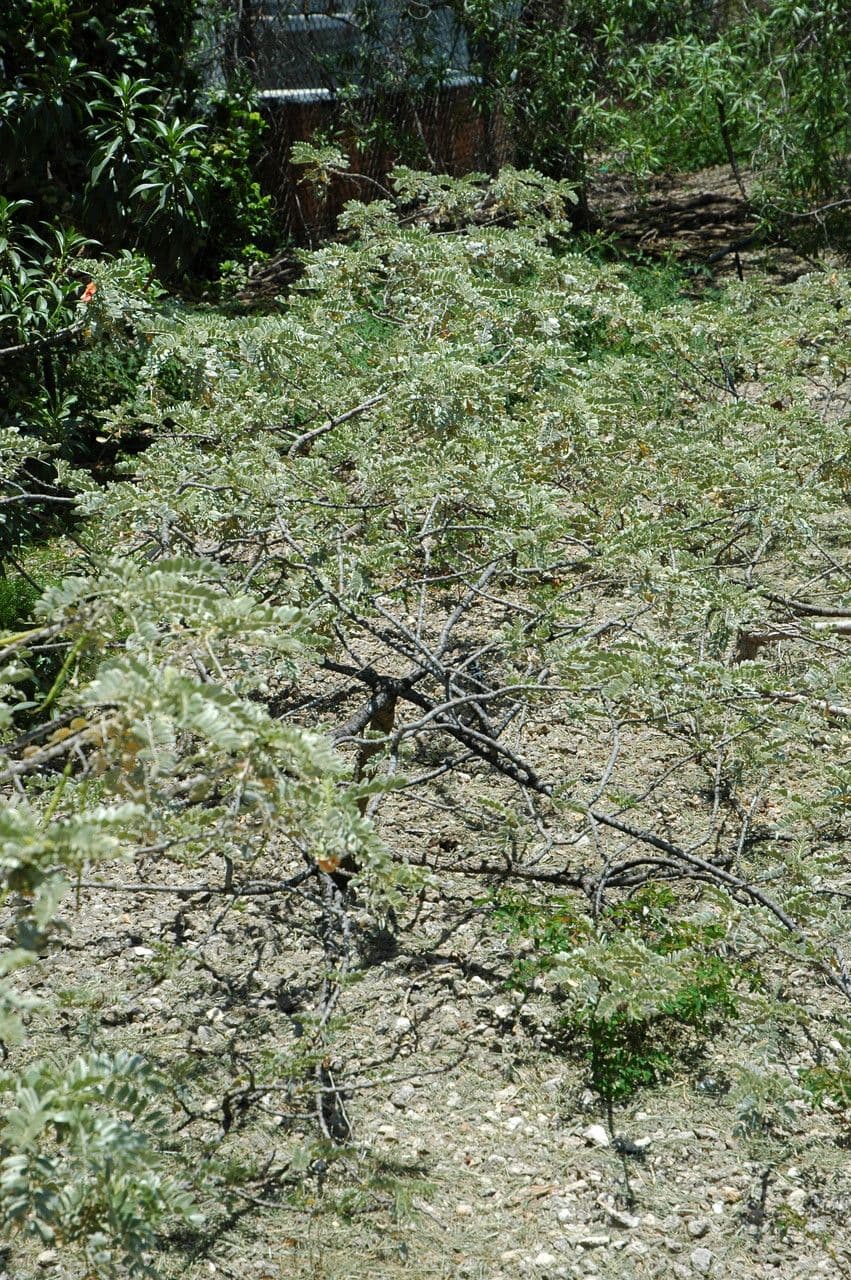 Sesbania tomentosa Strauch mit gefiederten Blattern auf Hawaii