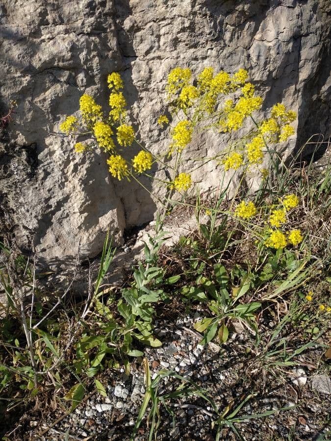 Dyer's woad (Isatis tinctoria) with yellow flowers and characteristic blue seed pods
