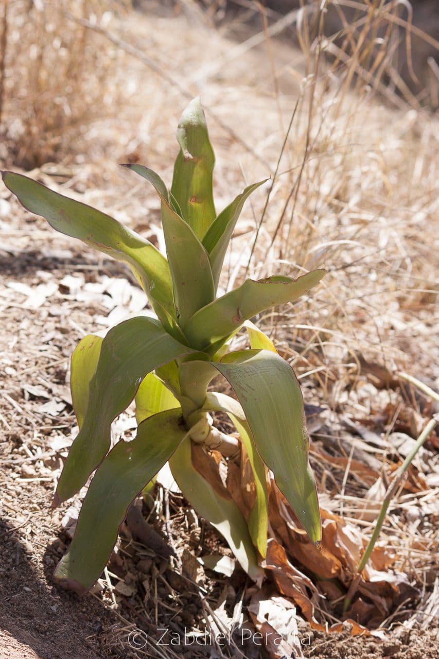Basketplant met groene, fragile bladeren
