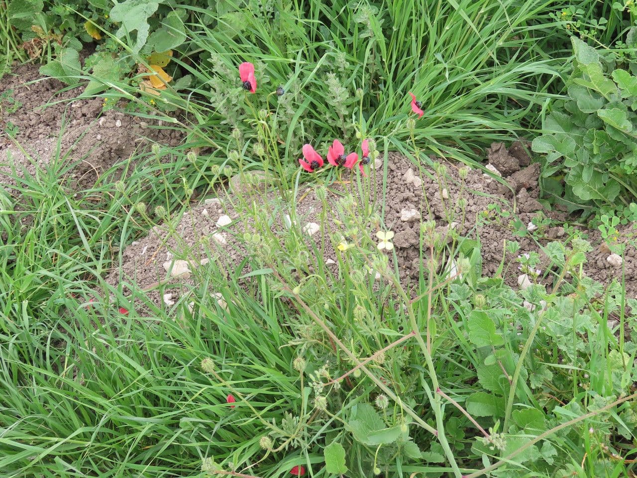 Rough poppy displaying vibrant purple flowers and hairy stems