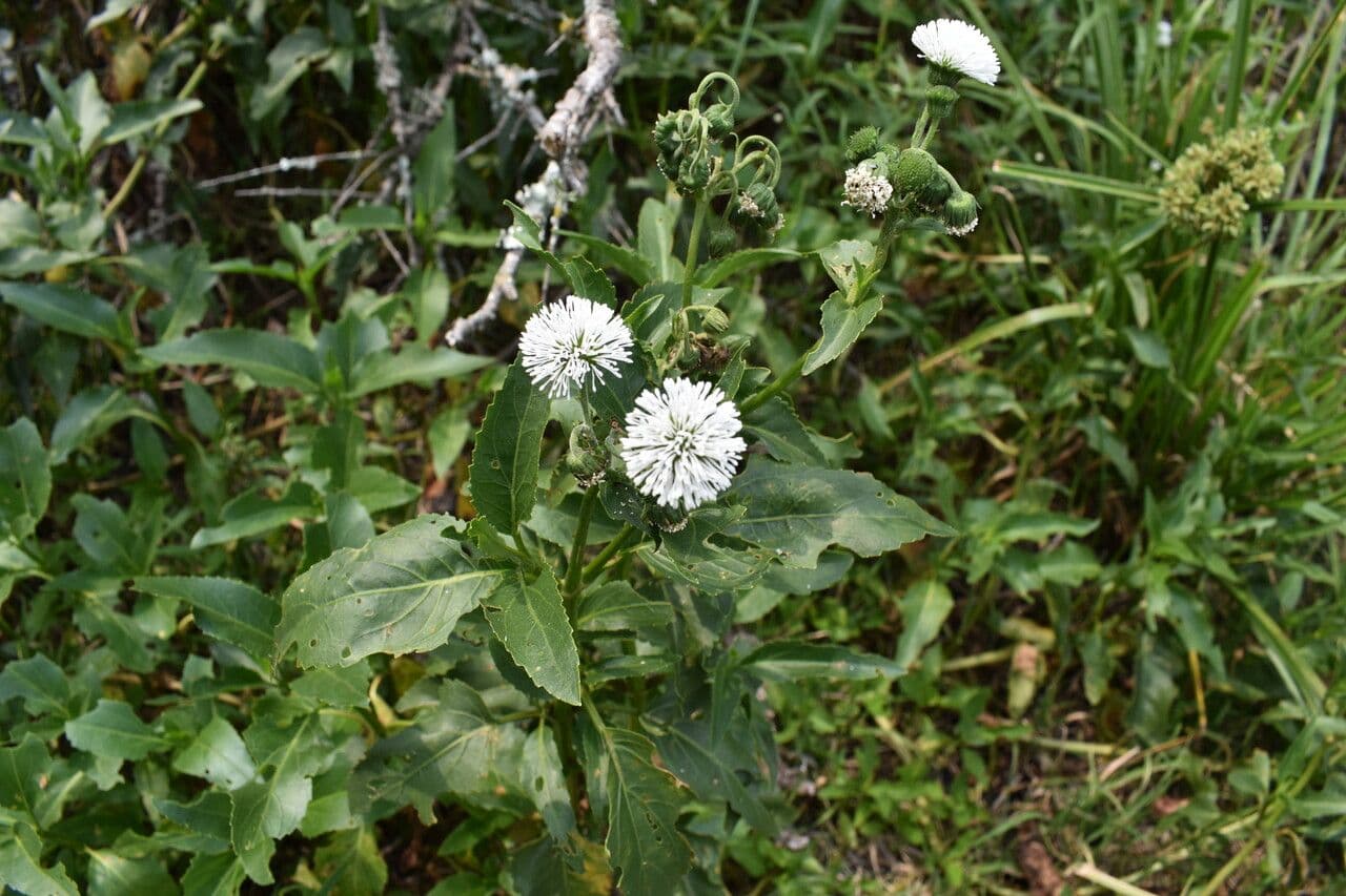 Gymnocoronis spilanthoides grows with slender, glossy green leaves