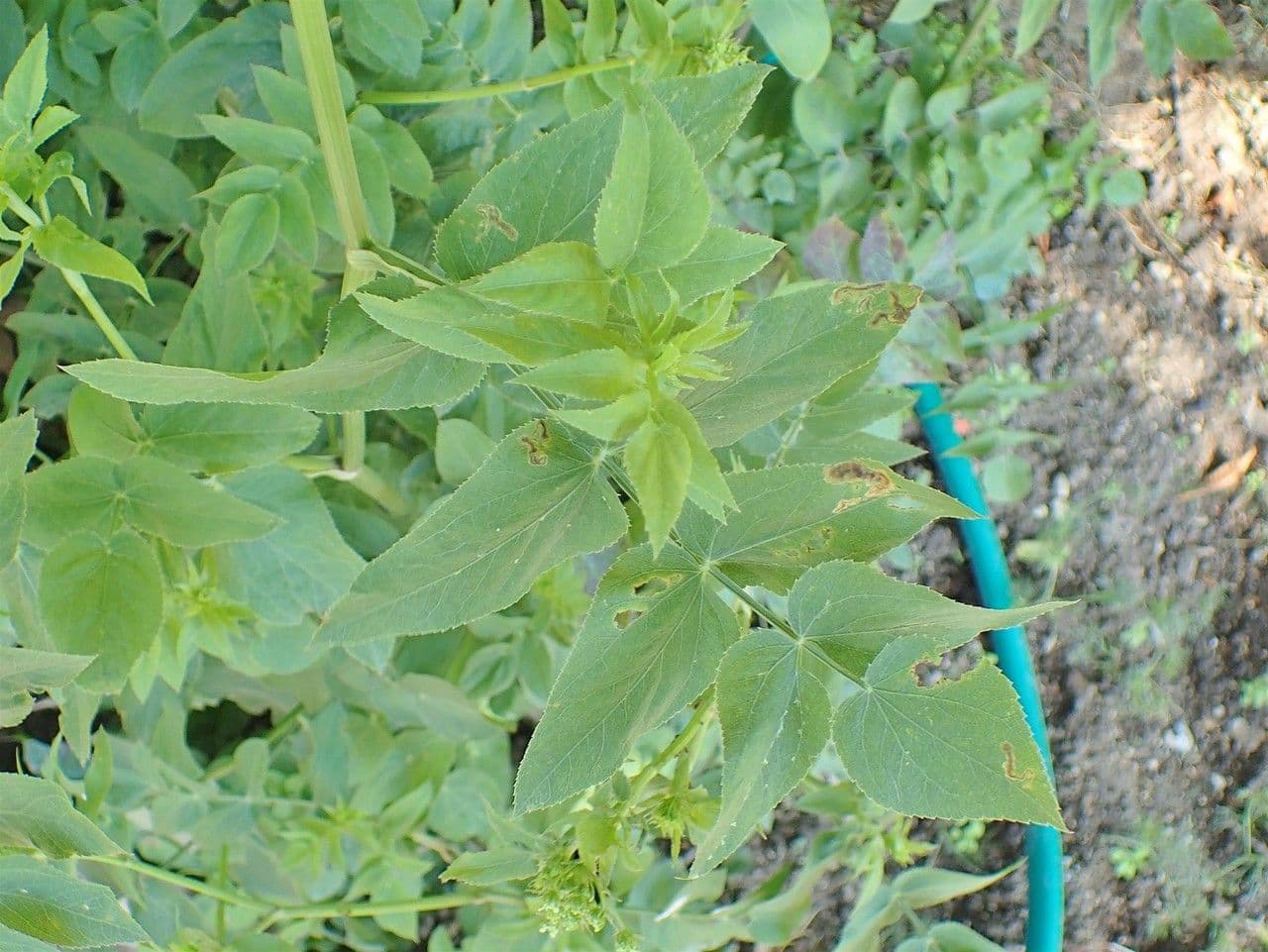 Skirret plant displaying fine gray-green foliage and flowers in garden setting