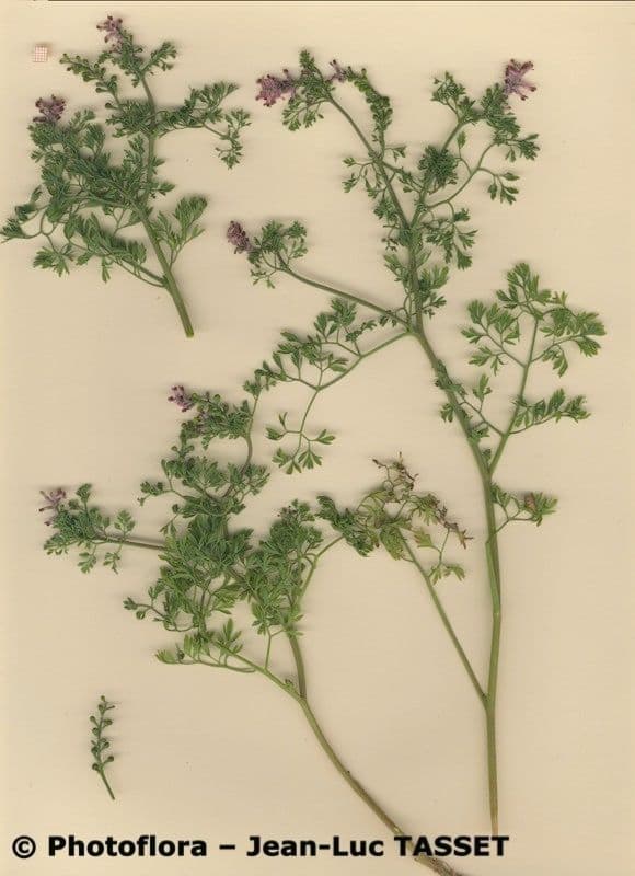 Fumeterre de Vaillant avec fleurs blanches