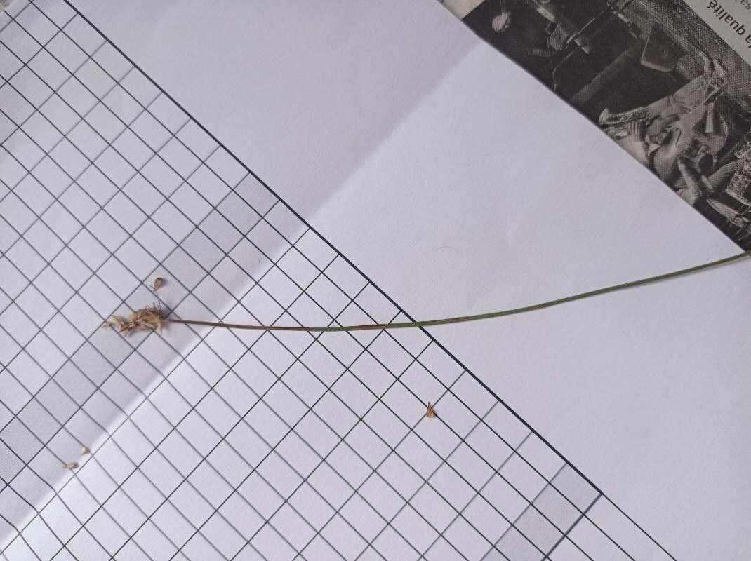 Zweihäusige Segge im natürlichen Lebensraum mit feinen grünen Blättern und lockeren Blütenständen