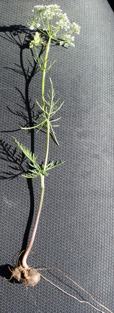 Conopode dénudé en milieu boisé avec fleurs blanches en ombelles et feuillage fin