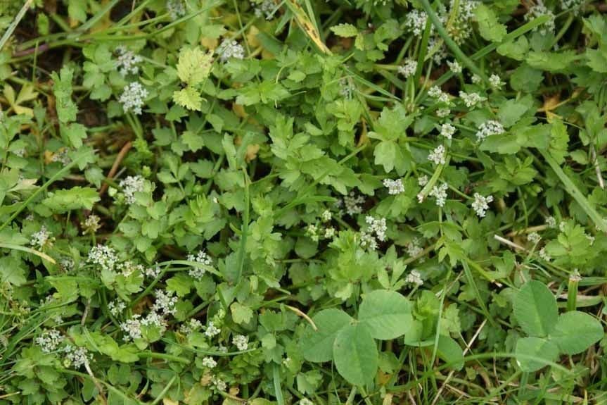 Kriechende Sellerie-Blüte