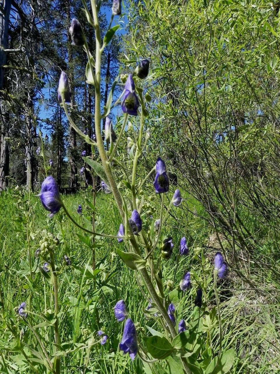 Aconitum columbianum mit tiefblauen Helmblüten auf einer Bergwiese