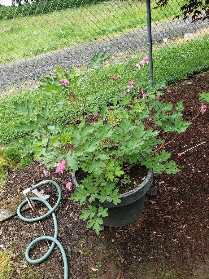 Pazifische Herzblume (Dicentra formosa) mit herzförmigen Blüten in einem feuchten, waldartigen Bereich