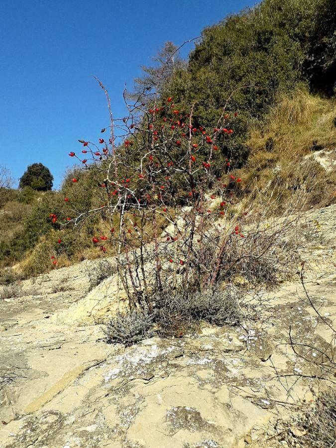 Hunds-Rose in voller Blüte am Wegesrand, mit orangefarbenen Hagebutten im Herbst