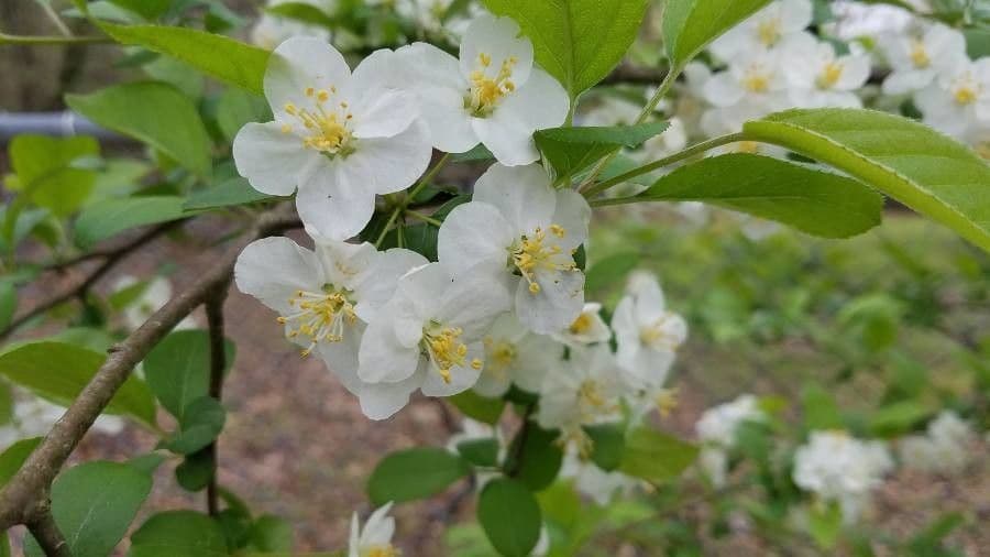 Sargent-appel in bloei met roze-witte bloemen